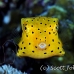 boxfish_yellow_juvenile_kbraerpr3_h_0212_sul7061.jpg